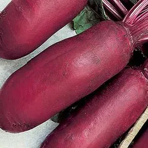Cylindra Beet
