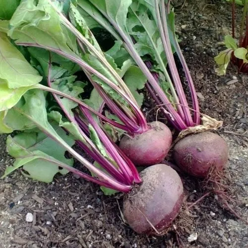 Detroit Dark Red Beet Seeds