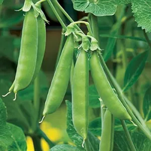 Early Frosty Pea Seeds