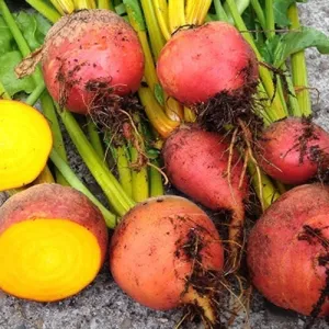 Golden Detroit Beet Seeds