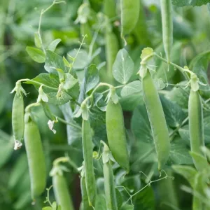Sugar Daddy Pea Seeds