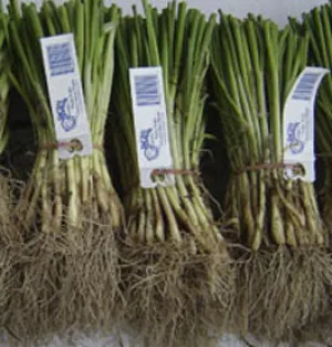 Walla Walla Onion Plants