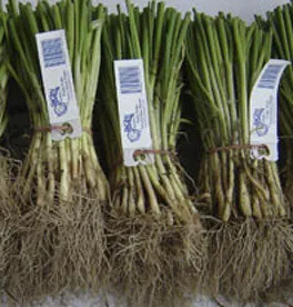 Walla Walla Onion Plants